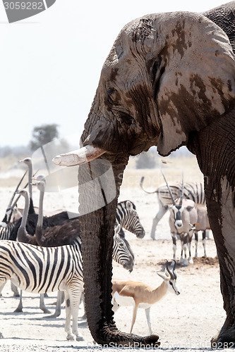 Image of African elephants drinking at a muddy waterhole with other animals