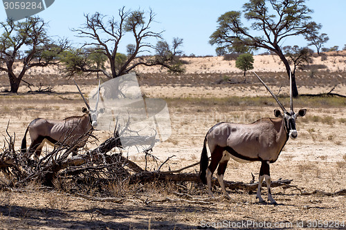 Image of Gemsbok, Oryx gazella