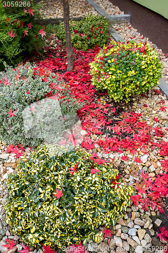 Image of autumn colors composition in home garden