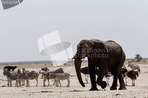 Image of Animal trafic on muddy waterhole in Etosha