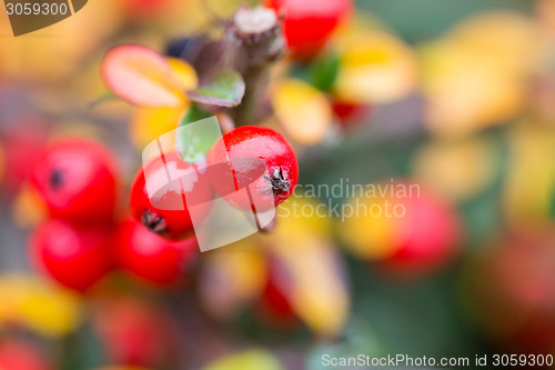 Image of autumn background with red gaultheria