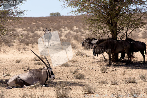 Image of Gemsbok, Oryx gazella and Gnu in african bush