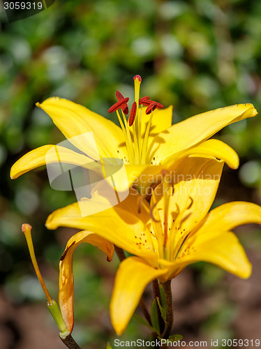 Image of Detail of flowering yellow lily