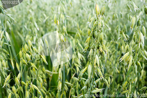 Image of green oat grass growing in the field