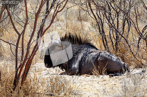 Image of wild Wildebeest Gnu