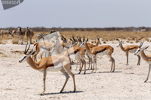 Image of herd of springbok in Etosha