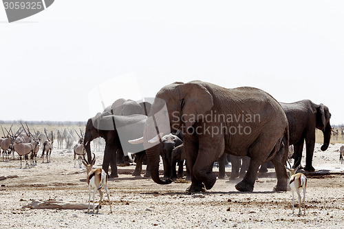 Image of herd of African elephants drinking at a muddy waterhole