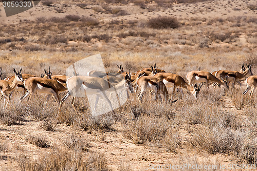 Image of herd of springbok