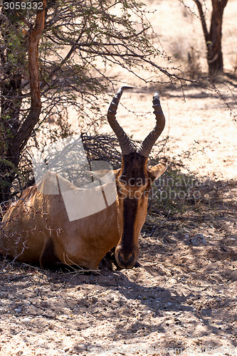 Image of A Tsessebe (Damaliscus lunatus) stood facing the camera