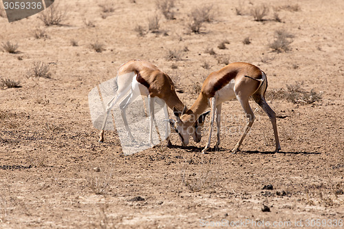 Image of two springbooks grazing