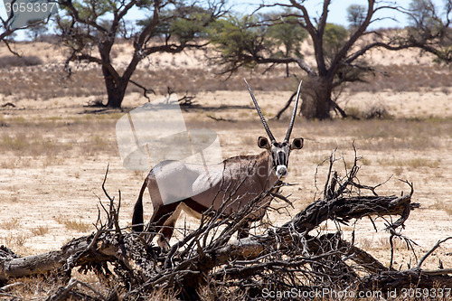 Image of Gemsbok, Oryx gazella