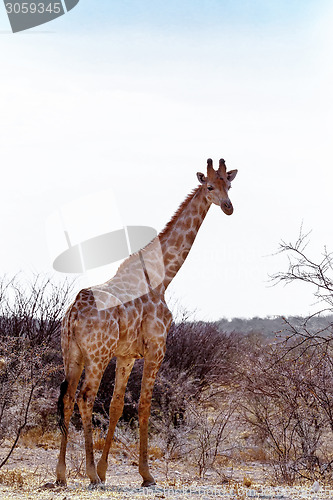 Image of Giraffa camelopardalis near waterhole