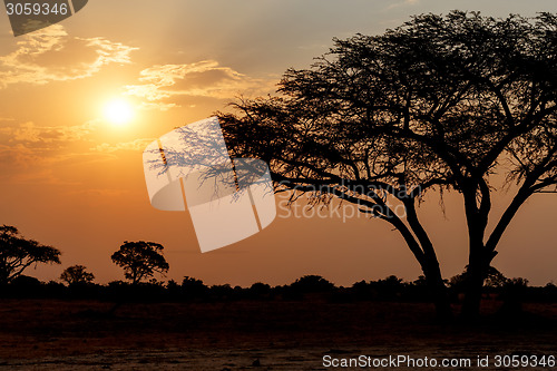 Image of African sunset with tree in front