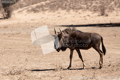 Image of wild Wildebeest Gnu