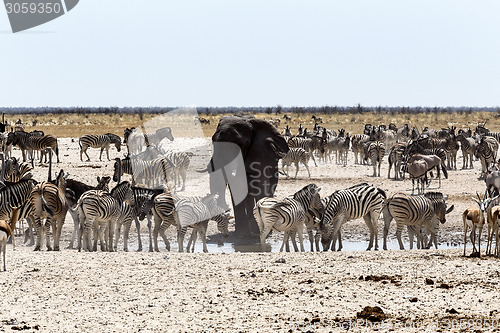 Image of African elephant drinking together with zebras and antelope at a