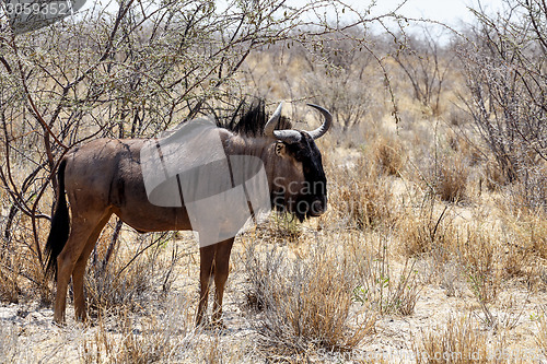 Image of wild Wildebeest Gnu