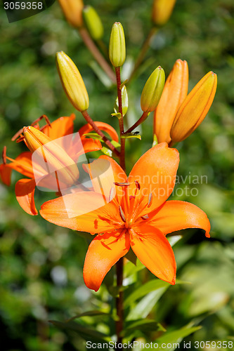 Image of Detail of flowering orange lily