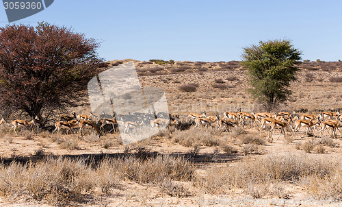 Image of herd of springbok hiding under a big acacia