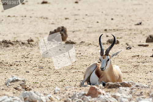 Image of Portrait of Springbok Antidorcas marsupialis