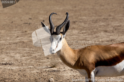 Image of Portrait of Springbok Antidorcas marsupialis