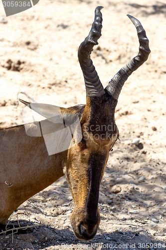 Image of A Tsessebe (Damaliscus lunatus) stood facing the camera