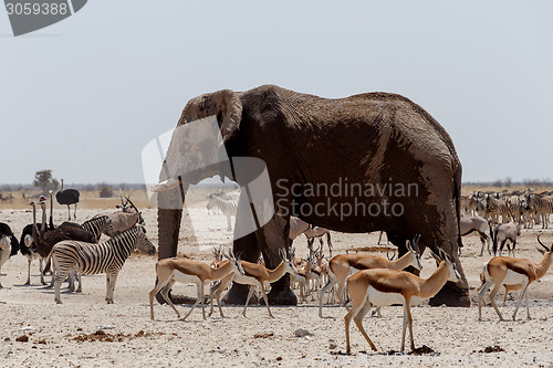 Image of Animal trafic on muddy waterhole in Etosha