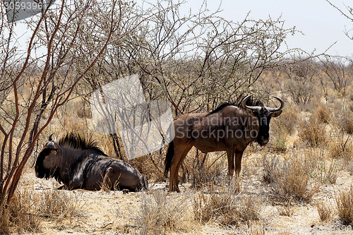 Image of wild Wildebeest Gnu