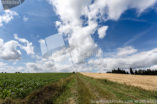 Image of rural path with trees next to meadows