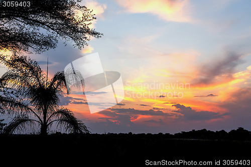 Image of African sunset with tree in front