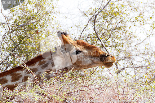 Image of Giraffa camelopardalis grazing on tree