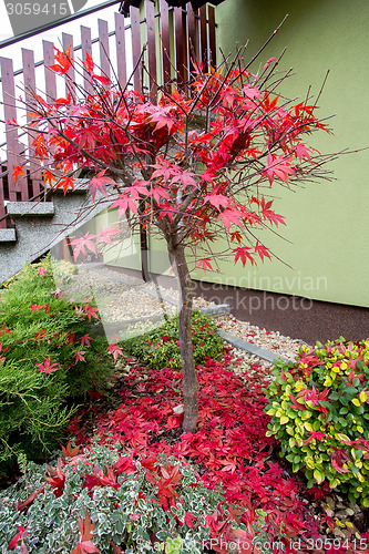 Image of autumn colors composition in home garden