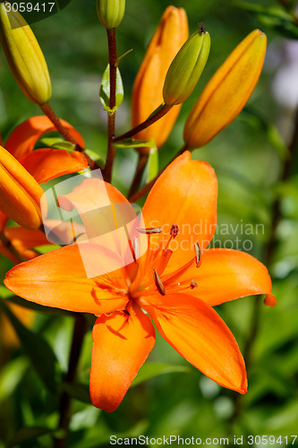 Image of Detail of flowering orange lily