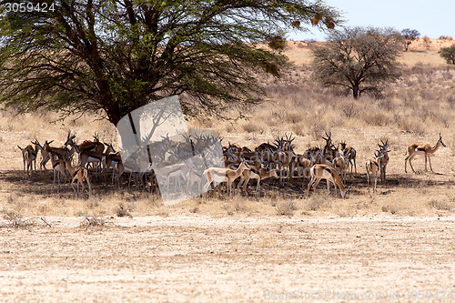 Image of herd of springbok hiding under a big acacia