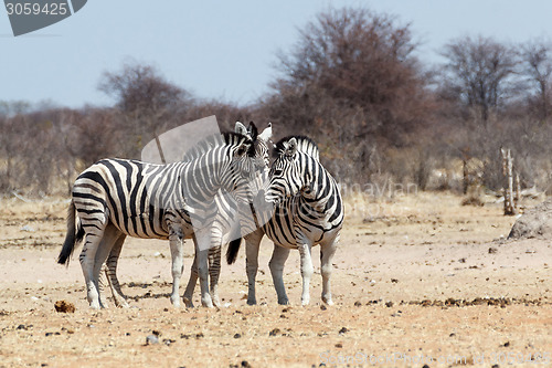 Image of Zebras in african bush