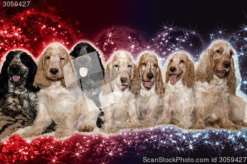 Image of portrait of english cocker spaniel in abstract background