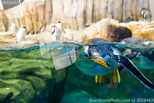 Image of Swimming penguin looking underwater
