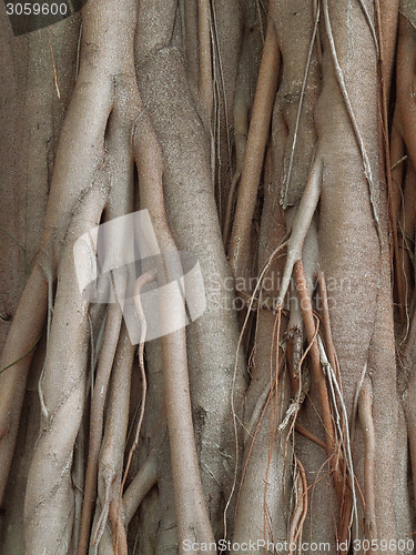 Image of wooden roots