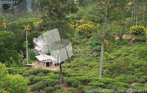 Image of tea plantation