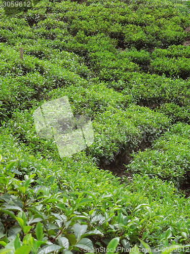 Image of tea plantation