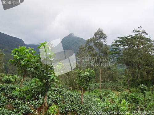 Image of mountain scenery in Sri Lanka