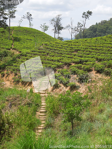 Image of tea plantation