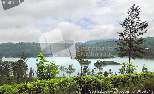 Image of tea plantation