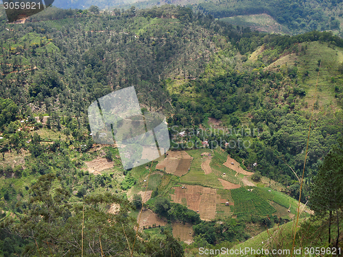 Image of agricultural scenery in Sri Lanka