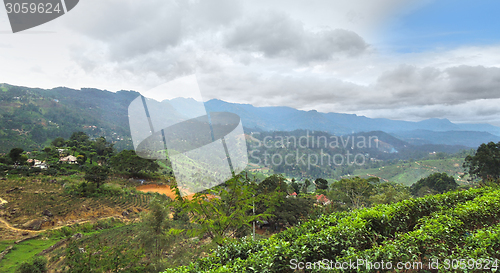 Image of tea plantation