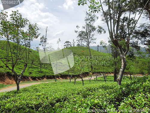 Image of tea plantation