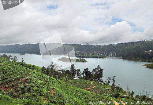 Image of tea plantation