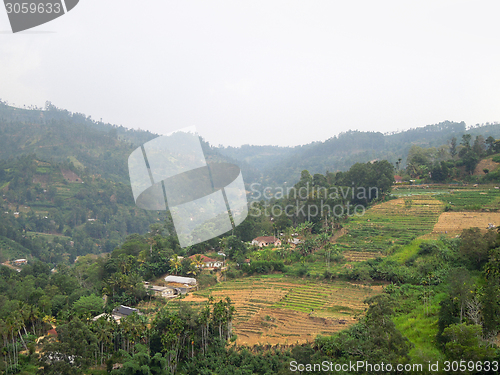 Image of agricultural scenery in Sri Lanka