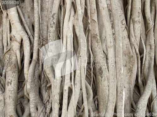 Image of wooden roots