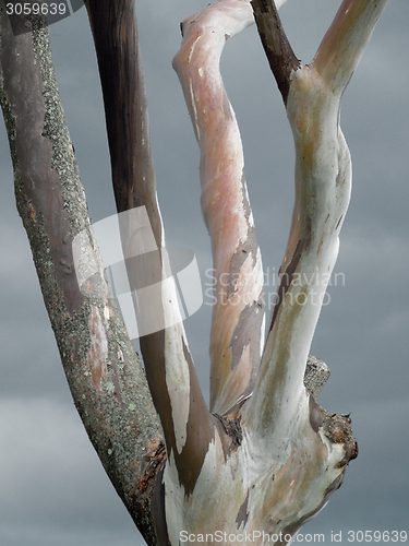 Image of dead tree detail