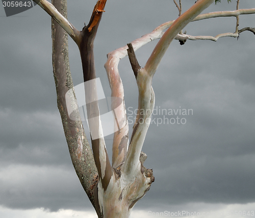 Image of dead tree detail